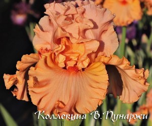essence of beauty